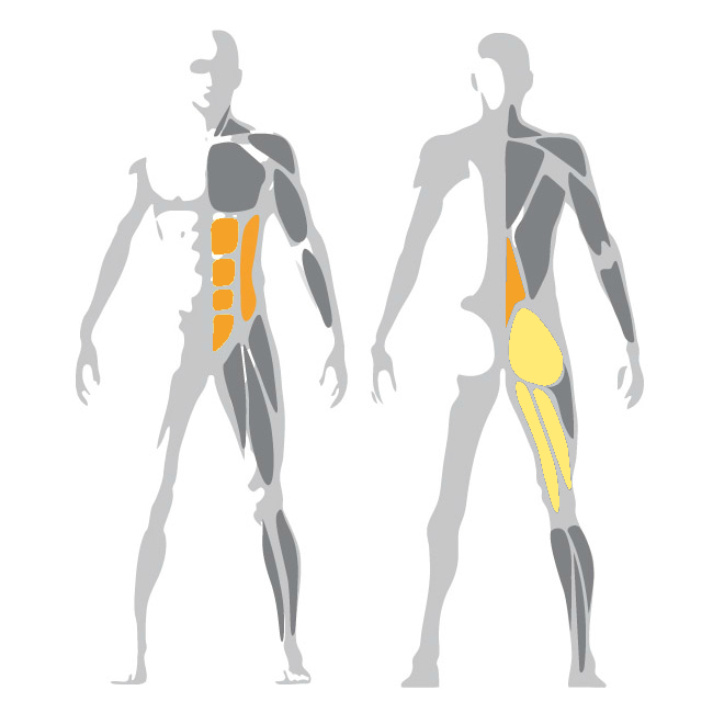 Lower Back Excercise Weight Bench Pure