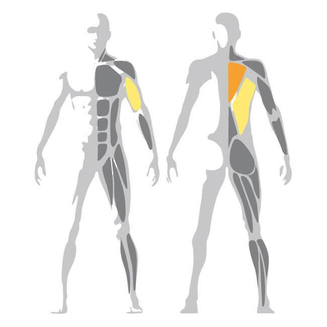 Selection 700 Seated Low Row Machine